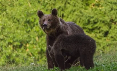 Mother bear with cub
