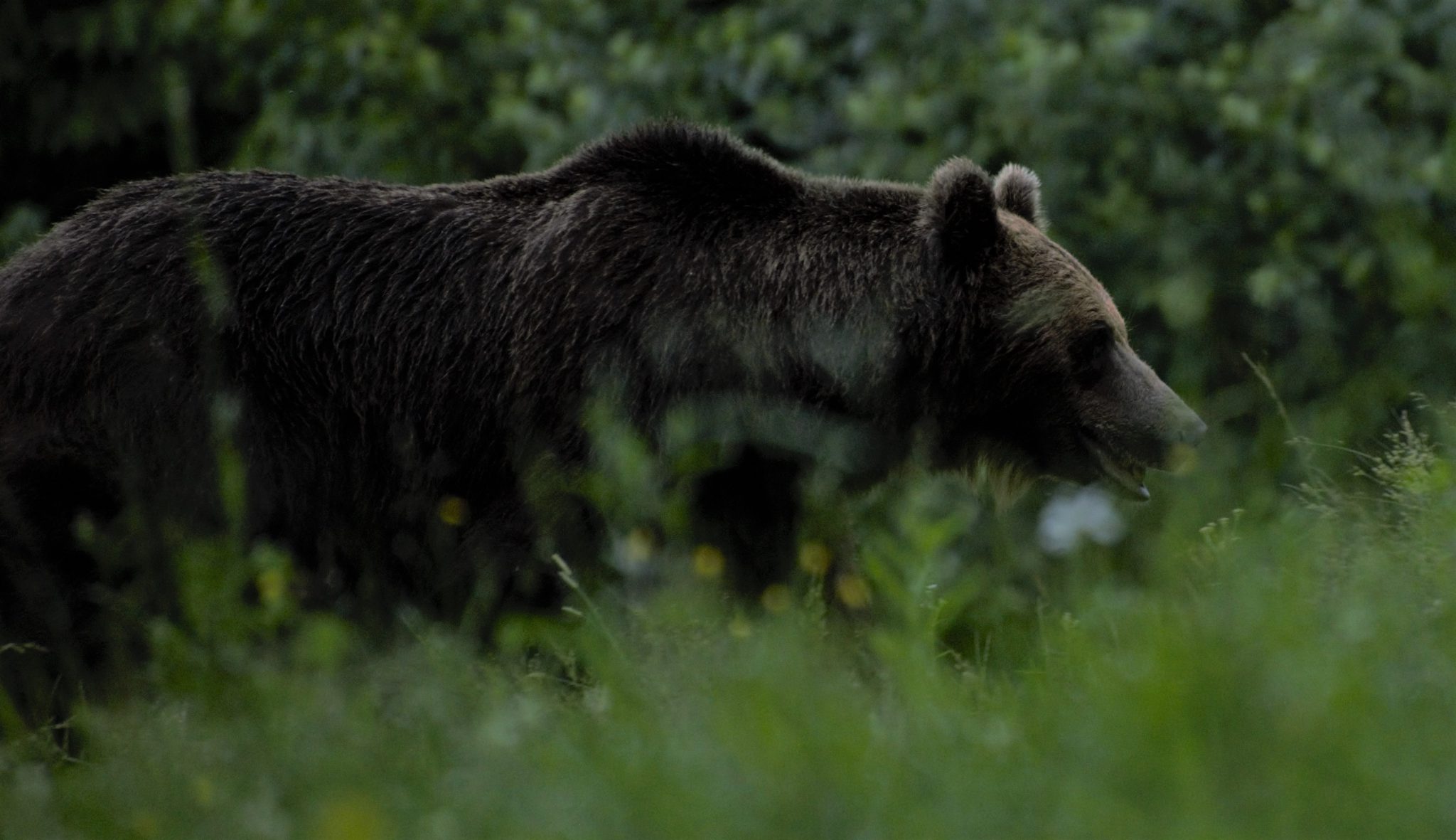 Seeing The Bears In Romania Bear Watching In Romania   Brown Bear In Romania Scaled 